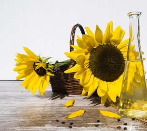 Sonnenblumenöl